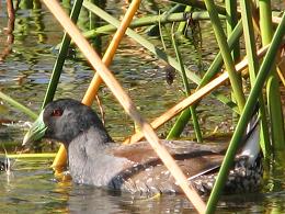 Lago Vichuquen Chile